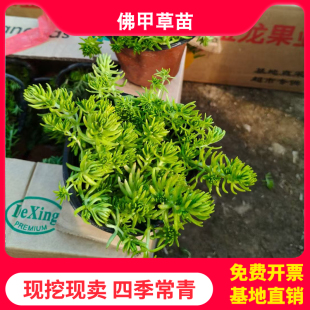 佛甲草草皮过路黄万年草中华景天黄金草别墅造景屋顶绿化草坪植物