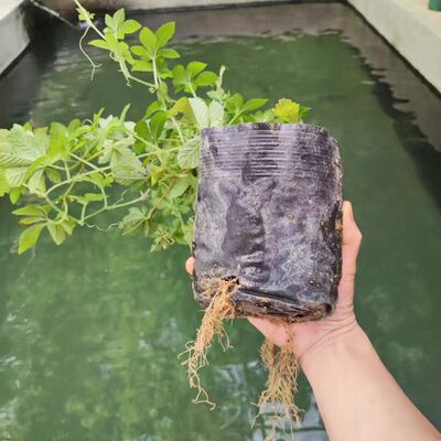 新鲜五叶神野菜草菜 参 七叶绞股蓝苗 七叶胆福音天堂草 绿植盆景