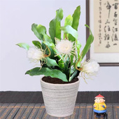 昙花盆栽室内阳台植物昙花苗盆景昙花一现绿植花卉大花浓香可食用