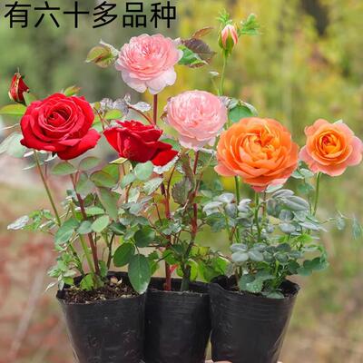 藤本月季花苗小苗特大花卉绿植物室内盆栽玫瑰蔷薇花爬藤多季开花