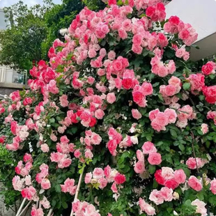 藤樱霞爬藤月季蔷薇花苗大花四季浓香开庭院藤本花卉盆栽地栽