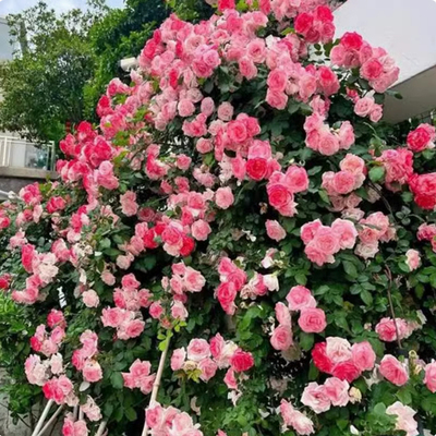 藤樱霞爬藤月季蔷薇花苗大花四季浓香开庭院藤本花卉盆栽地栽