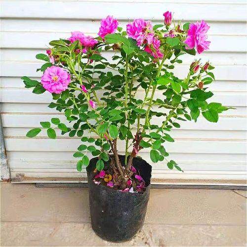 食用玫瑰花苗平阴玫瑰大马士革盆栽室内阳台庭院多季开花浓香植物