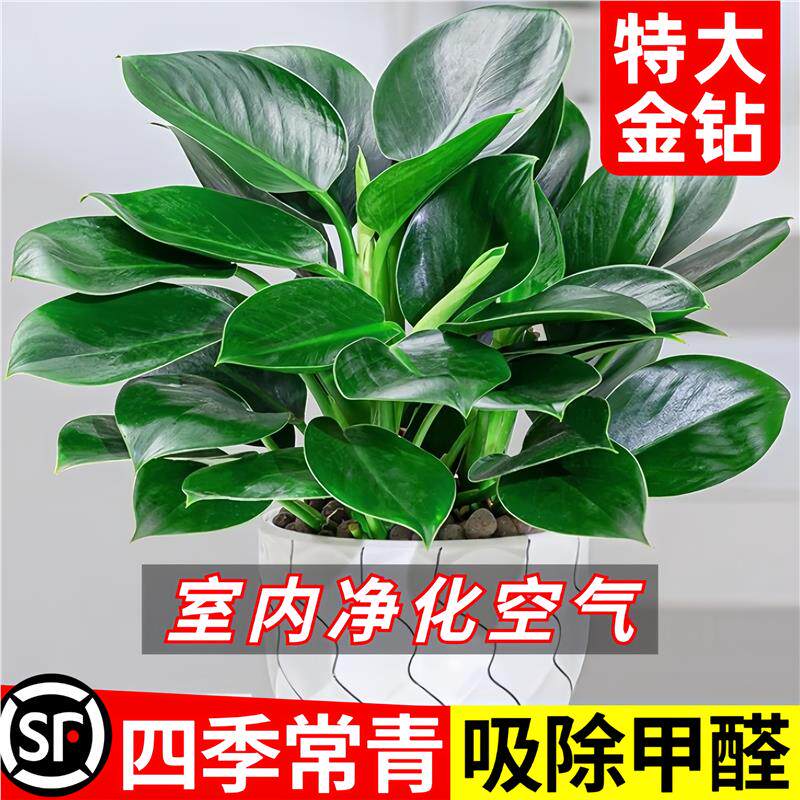 金钻绿公主盆栽绿箩萝水培植物办公室内花卉绿植四季好养活爱开花