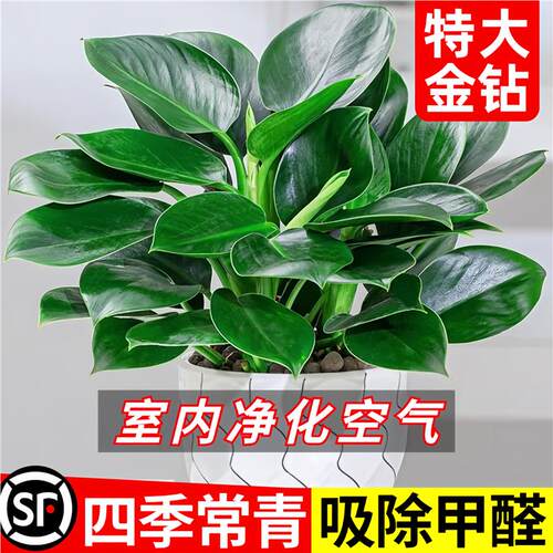 金钻绿公主盆栽绿箩萝水培植物办公室内花卉绿植四季好养活爱开花