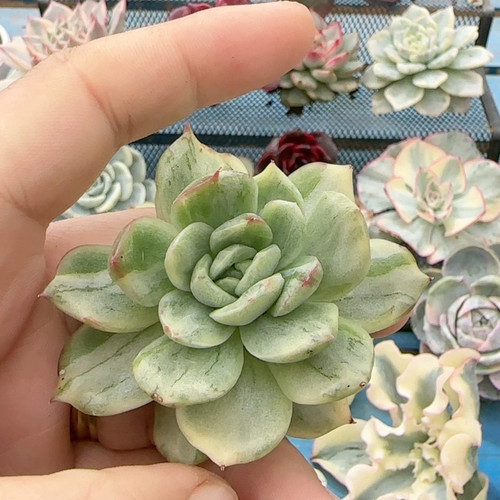 大理石纹东云锦