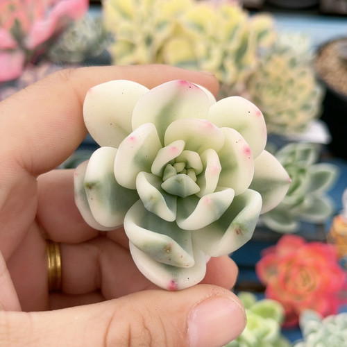 拉萨腹轮宽锦有根