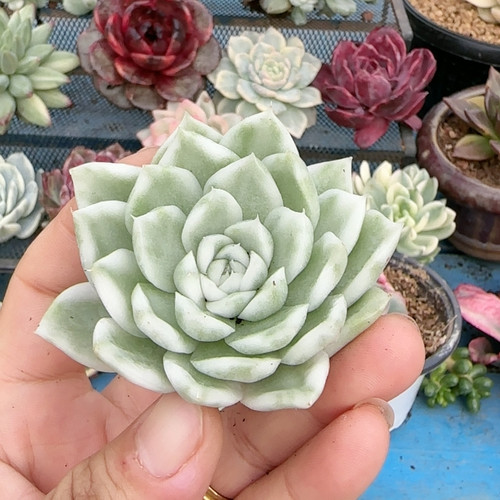 超白瓷麦秆复轮锦