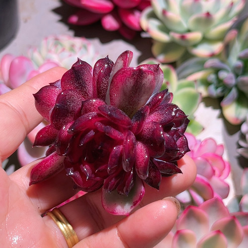 群生蓝莓锦无根炸