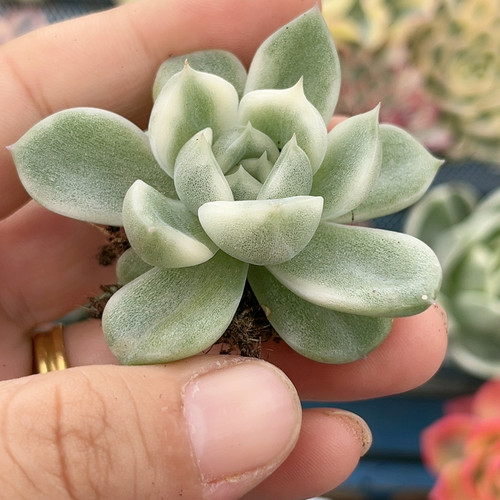 730白玫瑰腹轮珍妮锦有根