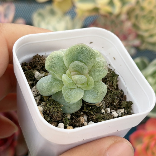 冰玉石化珍妮锦