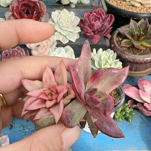 变异紫荆花锦