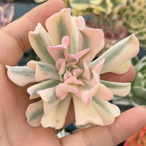 特玉莲腹轮锦无根炸