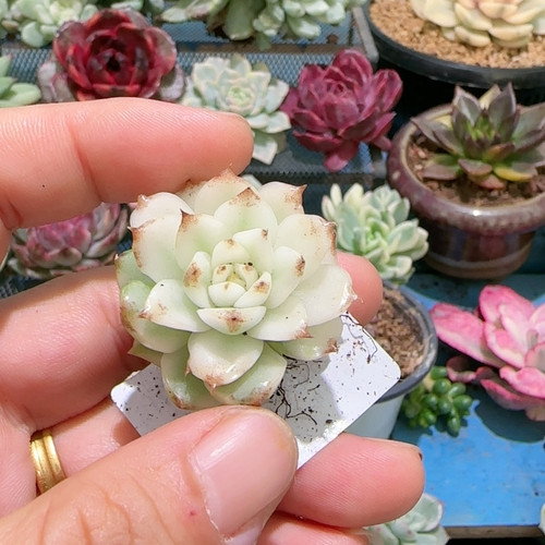 黑水晶大锦边