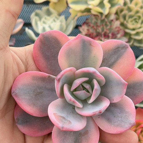奶茶腹轮锦大单头无根