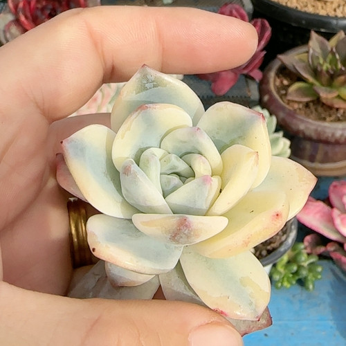 伊莉莎白复轮锦无根炸