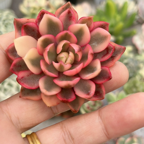 626赫拉腹轮锦小单头