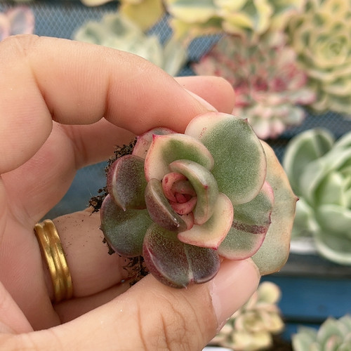 叶插红玫瑰锦