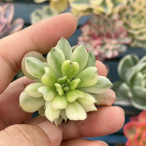 719小飞侠锦炸