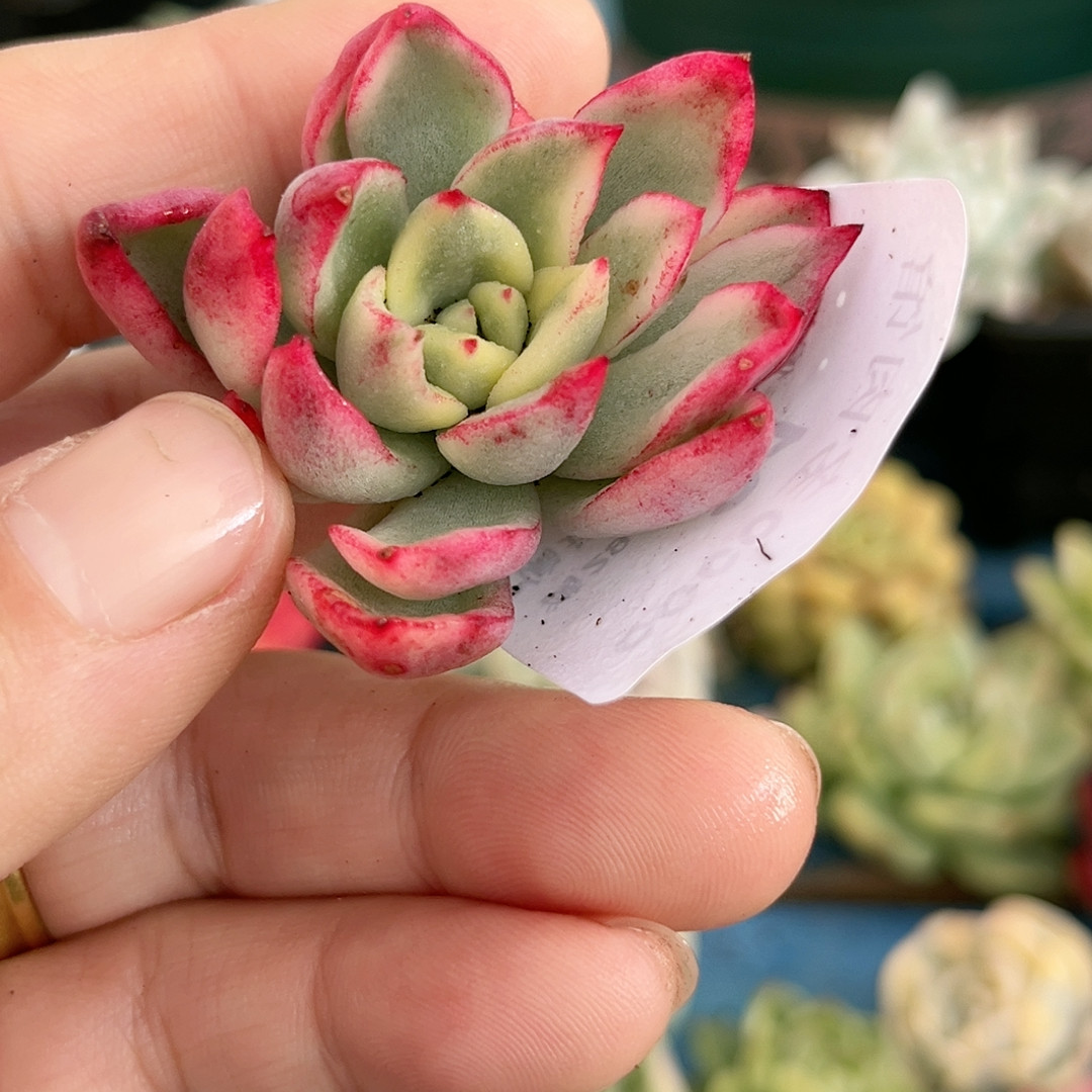 21罗杰安娜玫瑰锦,鲜花速递/花卉仿真/绿植园艺,多肉植物,淘宝优惠券,粉丝福利购,淘宝优惠卷