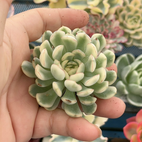 梦幻玫瑰白腹轮