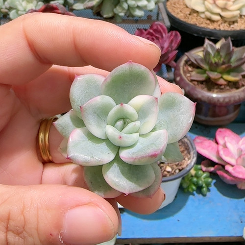 珈蓝复轮锦有根的