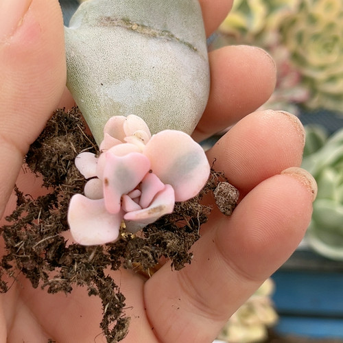 叶插芭蕾舞者腹轮锦