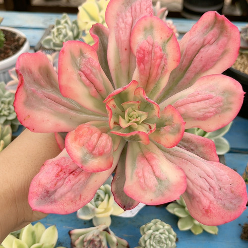 大单头舞会红裙腹轮锦无根