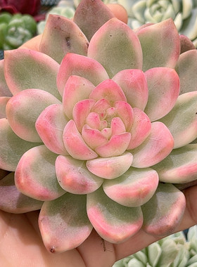 红体暗纹珍妮冰月亮大母本