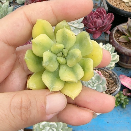 超奶复轮锦无根炸