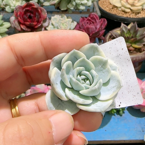 501劳林锦无根炸