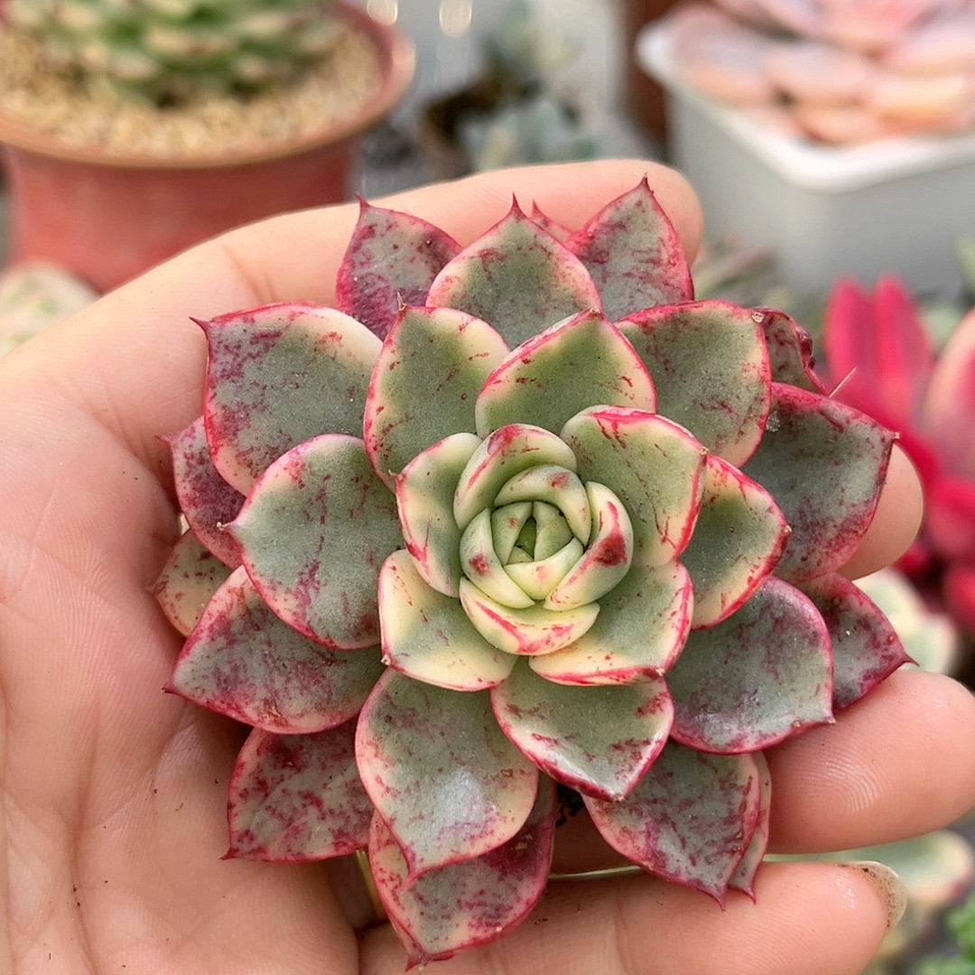 血斑斗牛士腹轮有根的