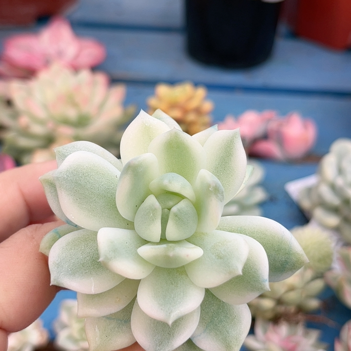 673霜花白腹轮锦无根炸