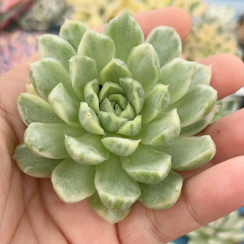 702白月影糊斑锦大单头