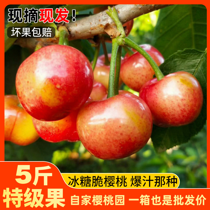 头茬果园现摘新鲜大樱桃5斤露天