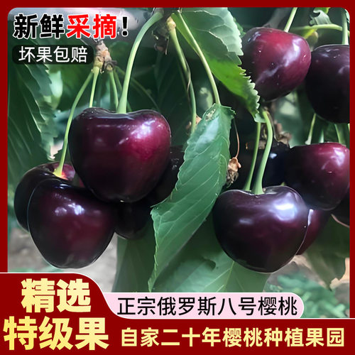 俄八大樱桃现摘现发果园直达头茬