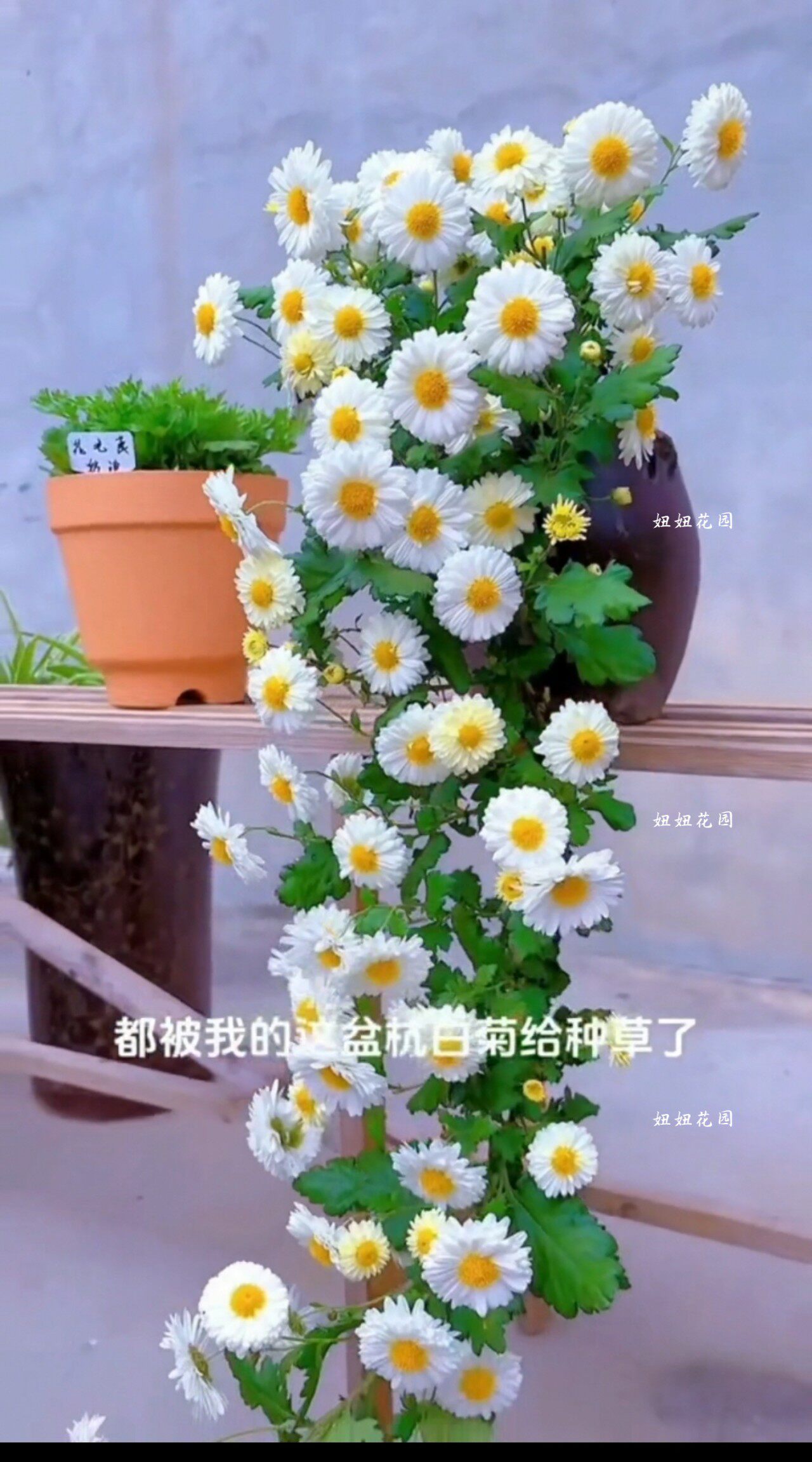 包对版杭白菊杭白菊盆栽菊花苗耐寒耐热宿根阳台庭院开花植物