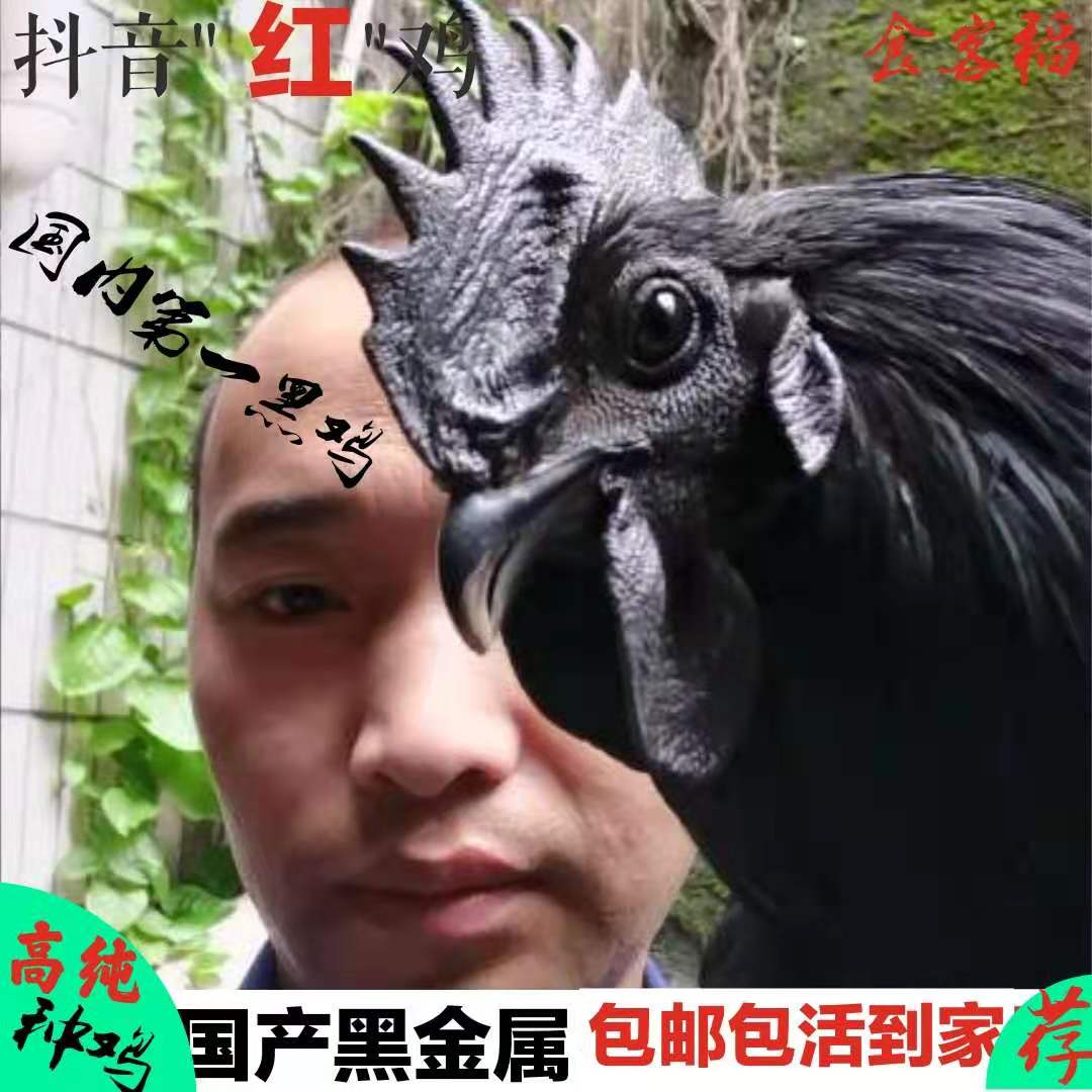 高纯盐津乌骨鸡种鸡全黑无杂毛鸡整鸡/整鸡制品