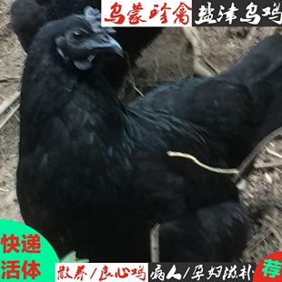 母鸡蛋期黑金属鸡云南盐津乌骨鸡种鸡乌蒙珍禽黑羽种鸡活鸡包邮