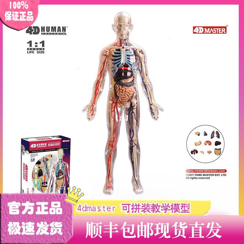4dmaster全透明可拆卸人体模型