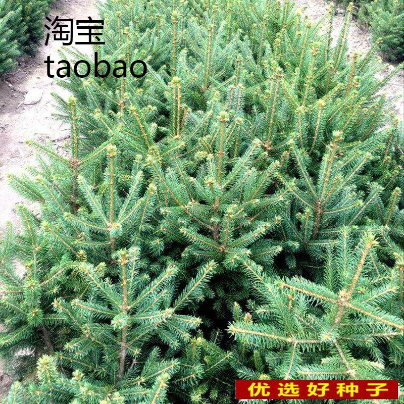 云杉种子新采杉木种子云杉树苗种子白纤青纤云杉杉树种子绿化树木