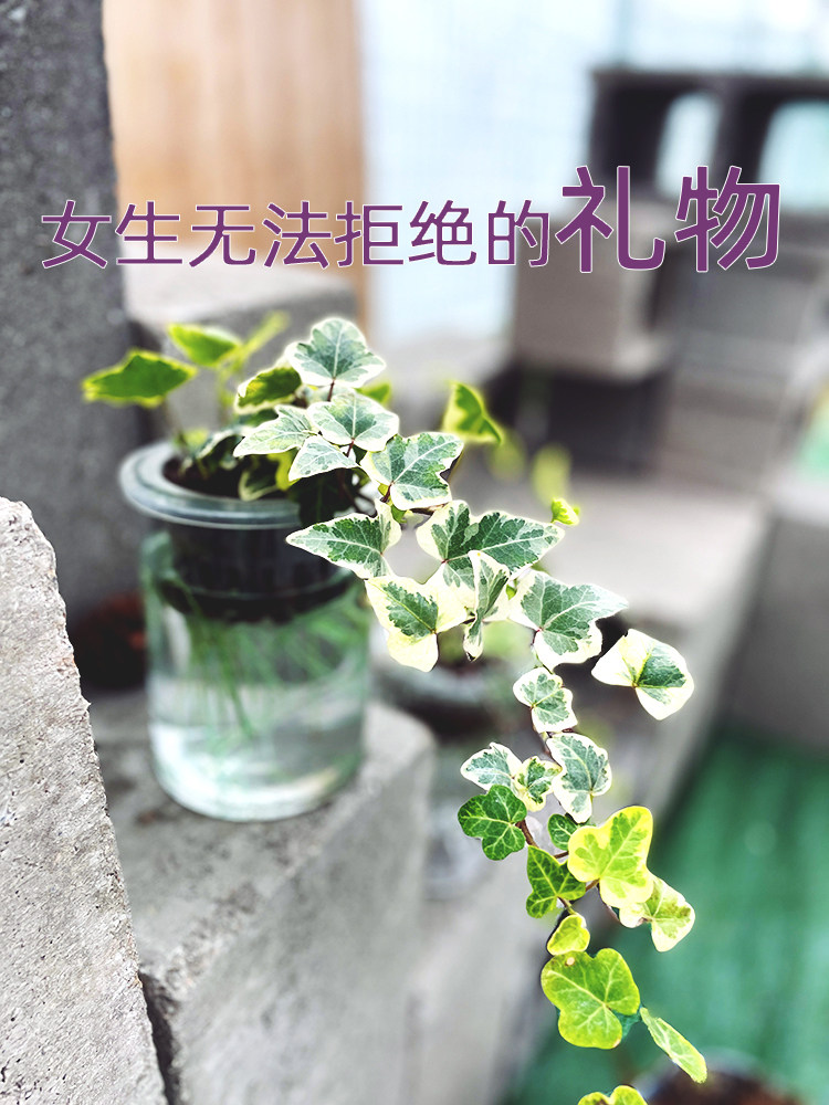 水培雪莹绿植无土栽培3.8女神水培绿植