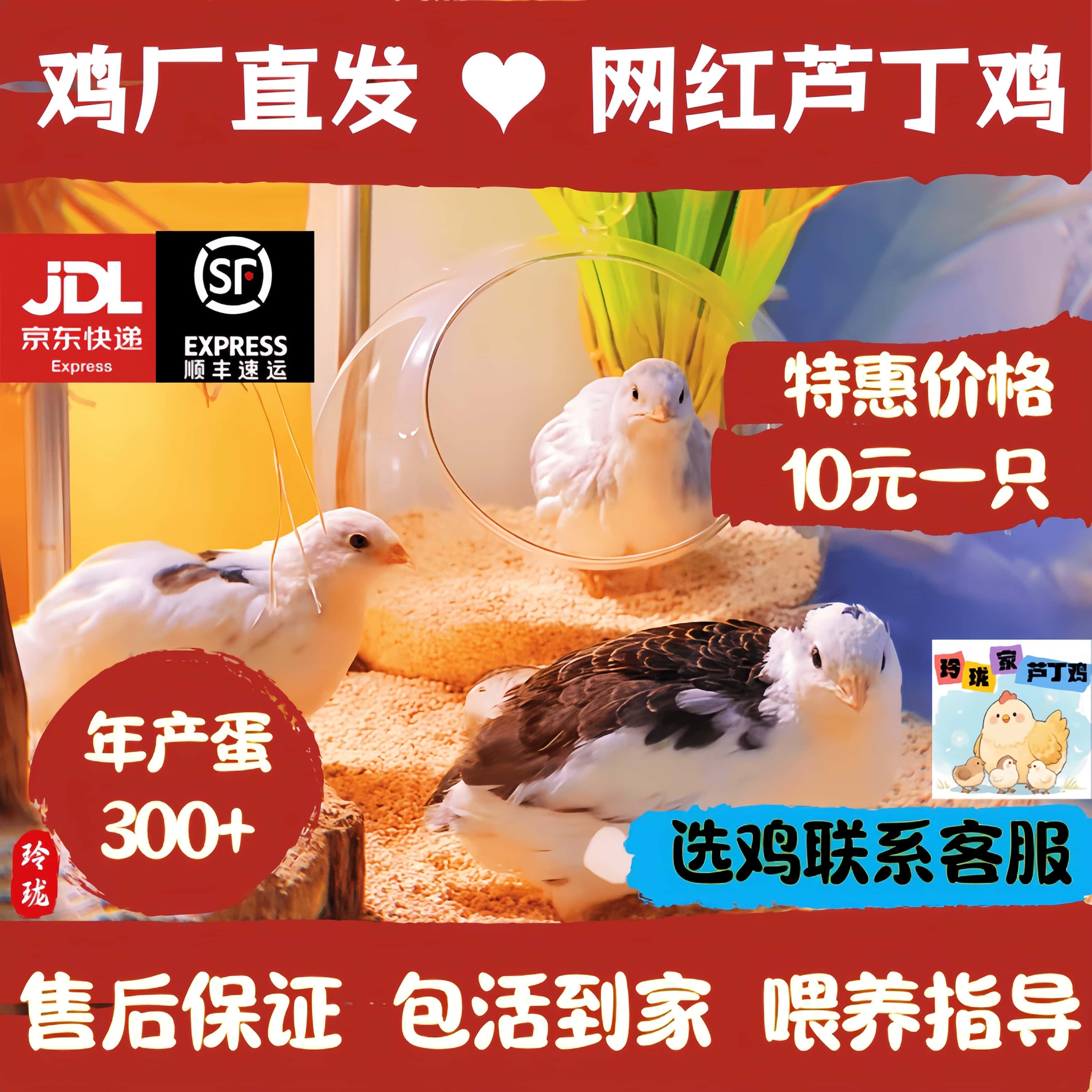 活体芦丁鸡观赏鸡40-60天