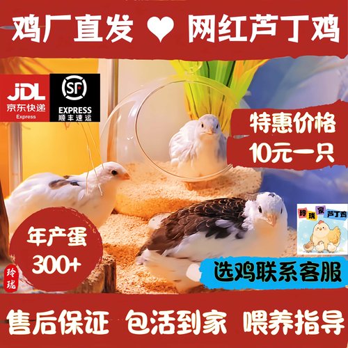 活体芦丁鸡观赏鸡40-60天