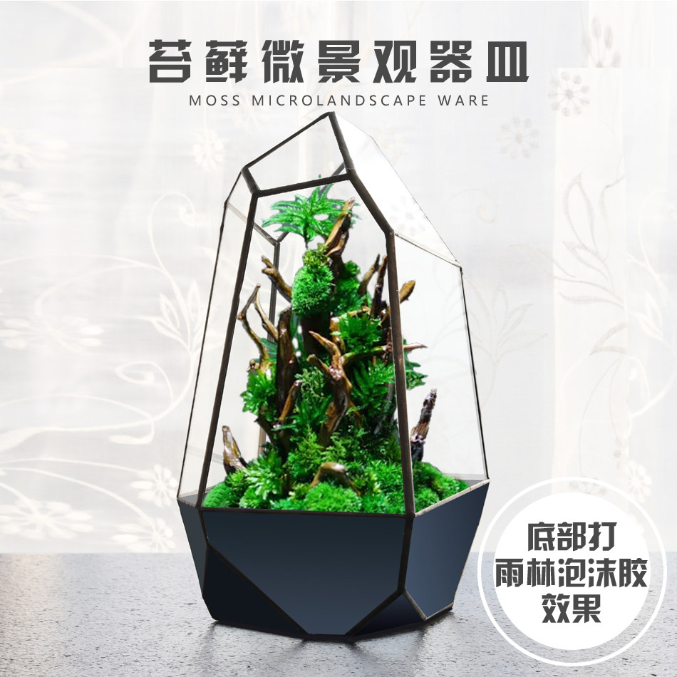 微景观雨林生态瓶创意迷你植物青苔森林小绿植桌面盆栽小摆件