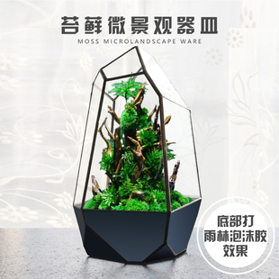 微景观雨林生态瓶创意迷你植物青苔森林小绿植桌面盆栽小摆件