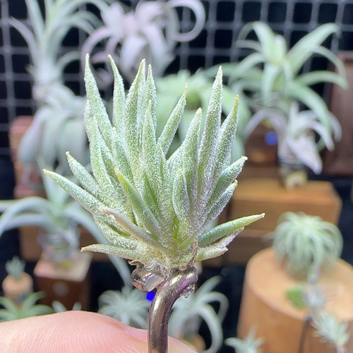 阿根廷皮卡739号