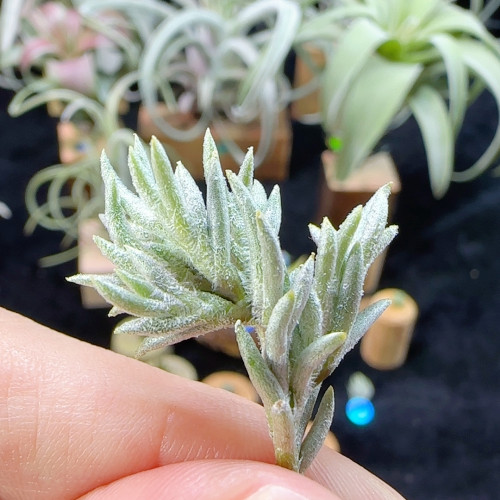 阿根廷皮卡276号