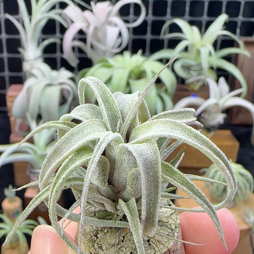 鸟岩墨卷×史蒂夫bc746号
