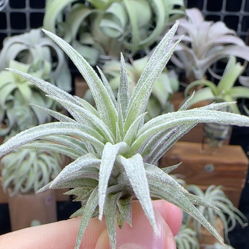 雨林精灵缀化×香帕斯4号